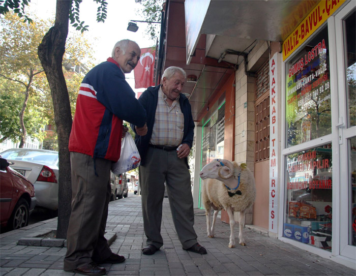 Kesmeye kıyamadığı koçuna papyon giydirip, bayram ziyaretine çıktı