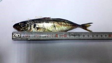 Şifa niyetine 16 cm'lik balık yutan kadın öldü!