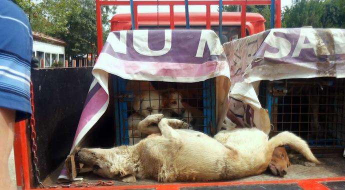 Köpekleri sürükleyerek kısırlaştırmaya götürdüler