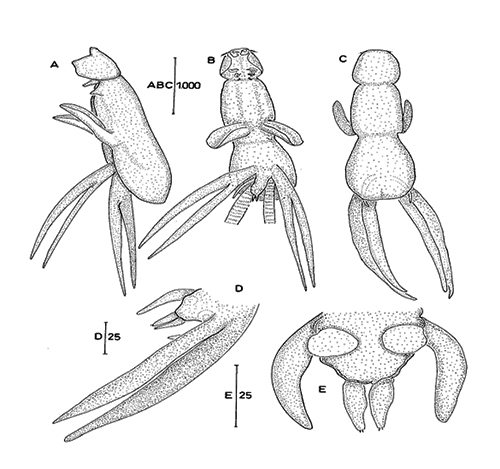 Yeni 'deniz paraziti' türü bulundu