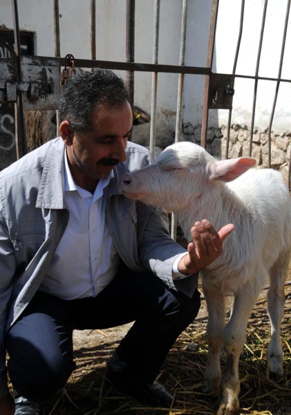 Bu manda yavrusu görenleri şaşkına çevirdi