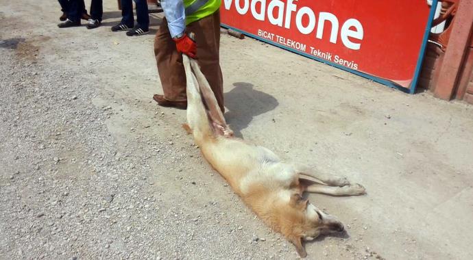 Köpekleri sürükleyerek kısırlaştırmaya götürdüler