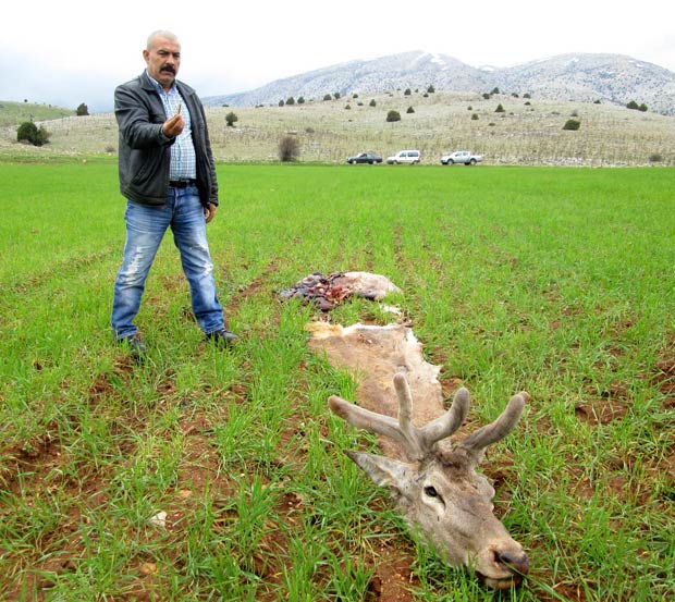 Afyonkarahisar'da 'kızıl geyik' katliamı
