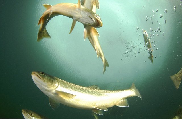 Karlar eridi, park su altında kaldı