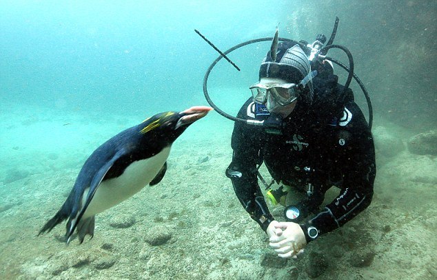 Onun can dostu bir penguen