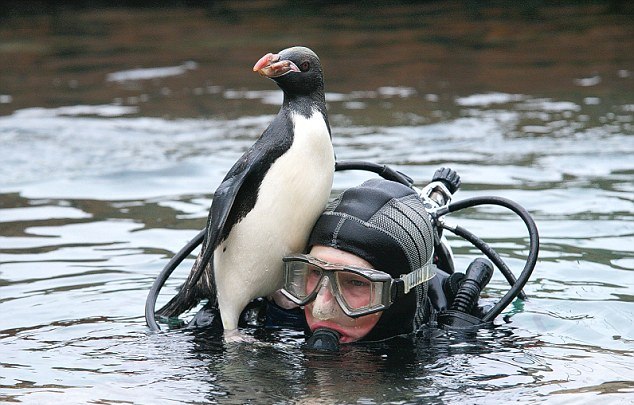 Onun can dostu bir penguen