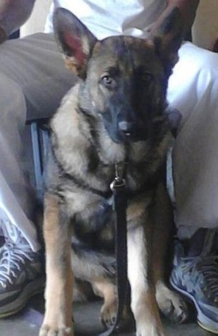 Kahraman köpek ailesini kurtardı ama..