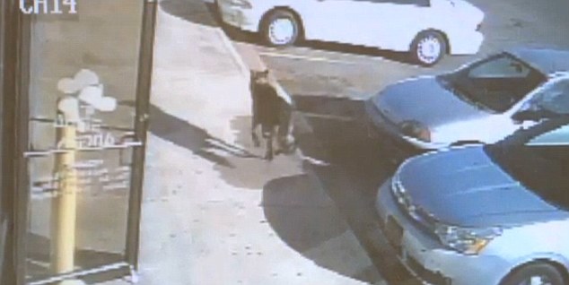 Kahraman köpek ailesini kurtardı ama..