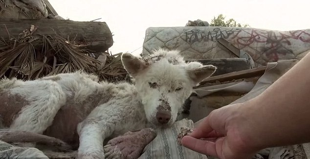 İnanılmaz değişim