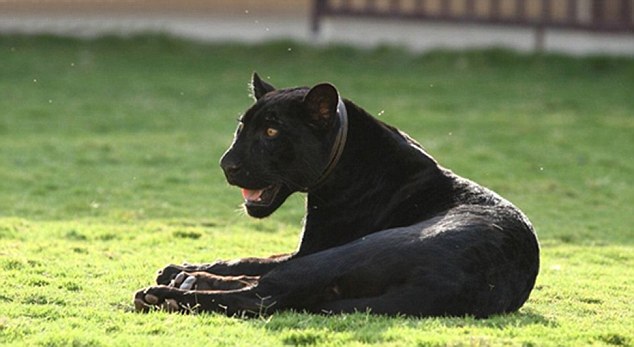 Çiftlikten kaplan, jaguar ve leopar çaldılar!