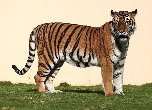 Çiftlikten kaplan, jaguar ve leopar çaldılar!