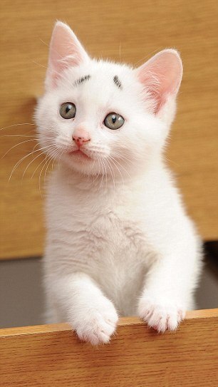 İnternetin yeni fenomeni o