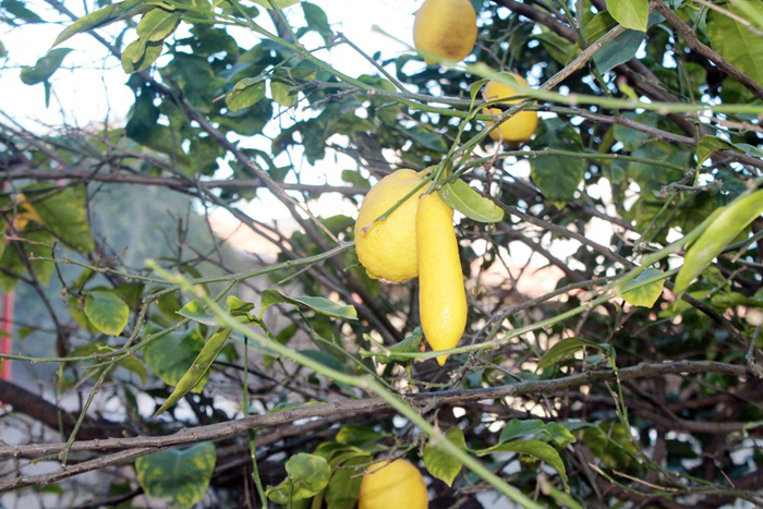Muz görünümlü limon hayrete düşürüyor