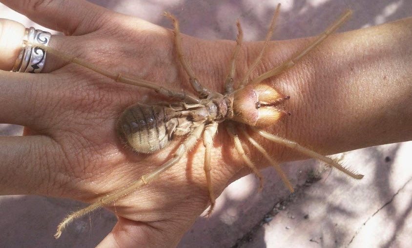 15 santimetrelik 'Sarı Ömer' görenleri korkuttu