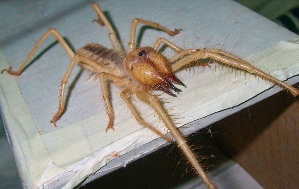 15 santimetrelik 'Sarı Ömer' görenleri korkuttu