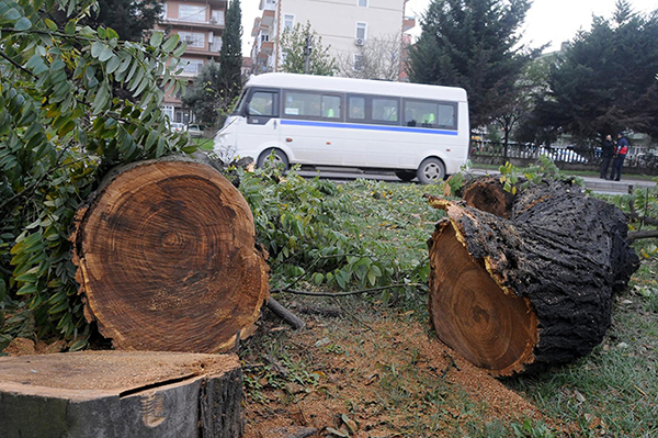 Geziciler Yalova'da 3 maymunu oynuyor