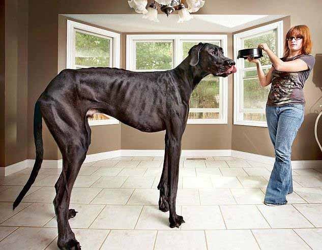 Dünyanın en uzun köpeği hayatını kaybetti