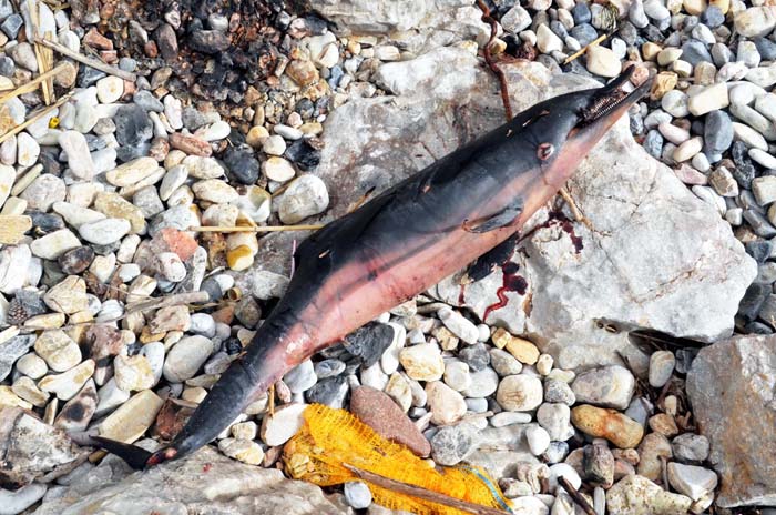 Zıpkınla vurdukları yavru yunusu pişirip yemeye çalıştılar!