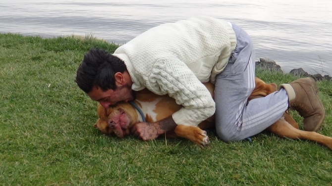 Tehlikeli olmadığını göstermek için pitbullunu ısırdı