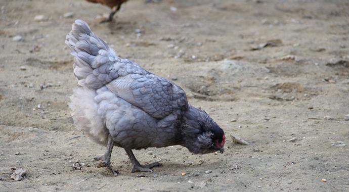 Bu tavuklar mavi yumurtluyor, üstelik bu hastalığı çok iyi geliyor!