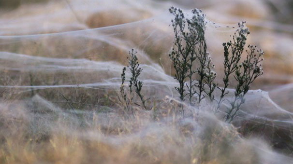 Gökten milyonlarca örümcek yağdı
