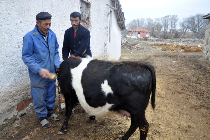 Ay yıldızlı inek görenleri hayrete düşürüyor!