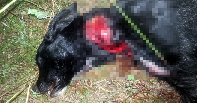 Vahşet! Köpeğin kafasını kopartmaya çalışmışlar