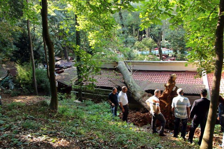 Beykoz'daki ağaç faciasında 1 ölü daha