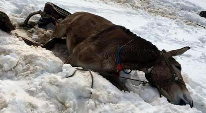 Uludere'de katırlara infaz!