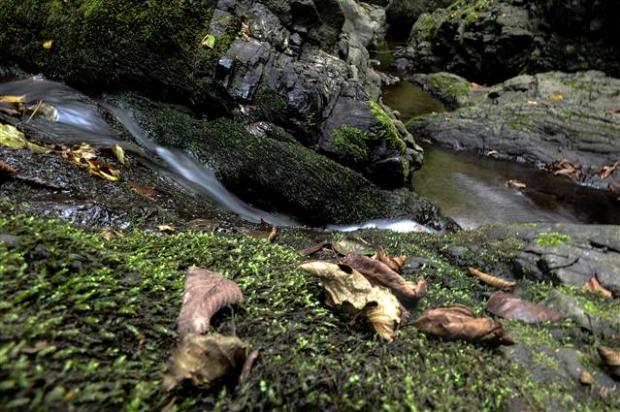 Araplar Karadeniz'e 