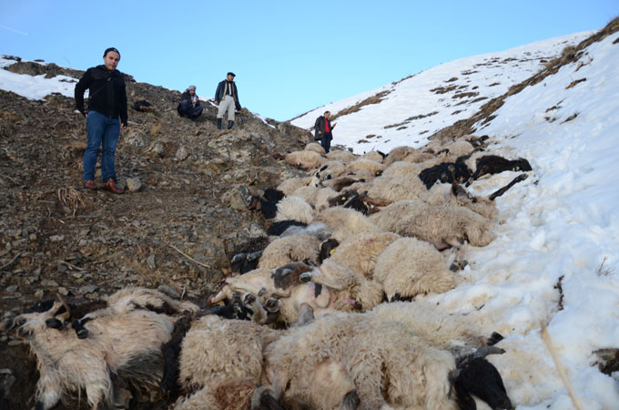 230 koyun art arda uçurumdan atladı