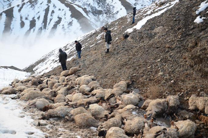230 koyun art arda uçurumdan atladı