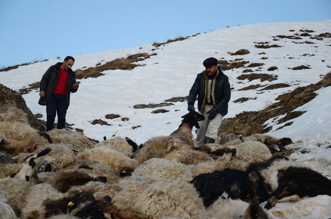 230 koyun art arda uçurumdan atladı