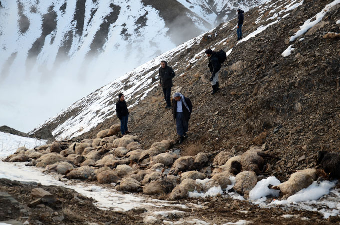 230 koyun art arda uçurumdan atladı