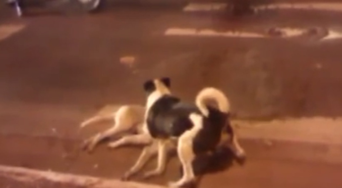 Vefakar köpek ölen arkadaşını böyle korudu..