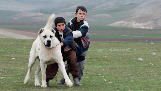 'Sivas' filmine tepki! 'Seyirciler bu sahnelere dayanamadı