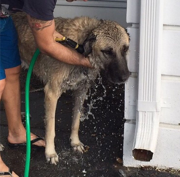 Adriana Lima köpeğine Instagram hesabı açtı