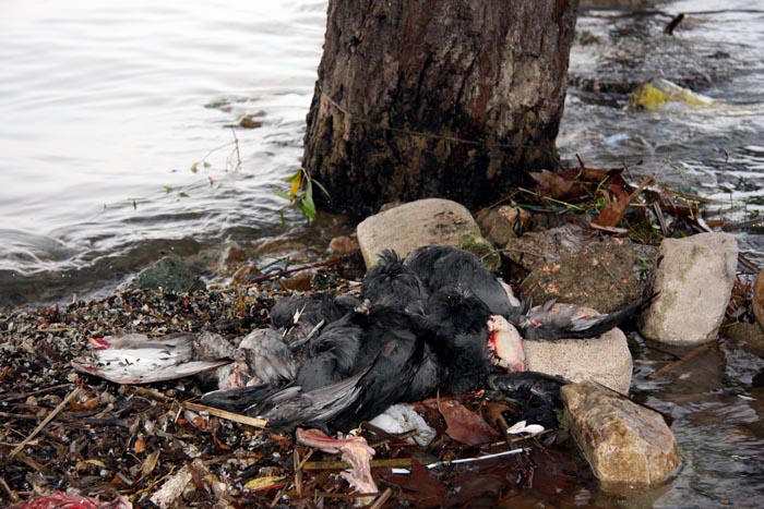 Uluabat Gölü'nde büyük tehlike!