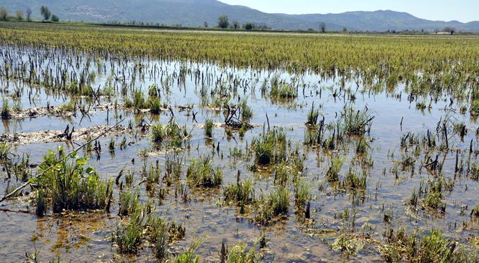 Menderes Nehri taştı, 10 gündür bu halde