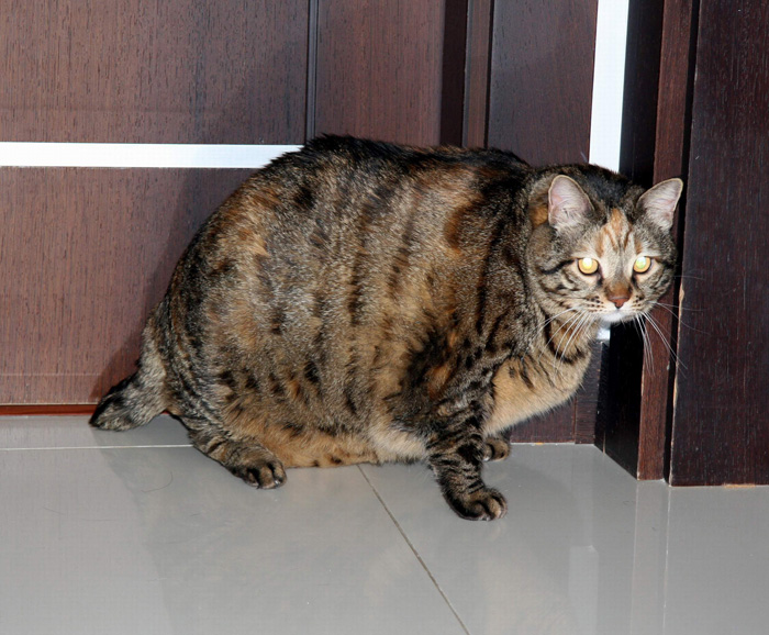 12,5 kiloluk kedi obez tedavisi görüyor