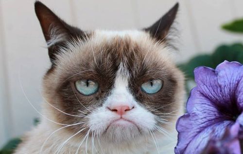 Sahibine 100 milyon dolar kazandıran kedi