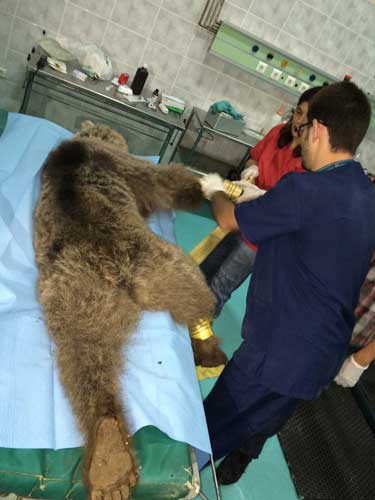 Kurtulmak için kurdular! Kapanı açınca gözlerine inanamadılar