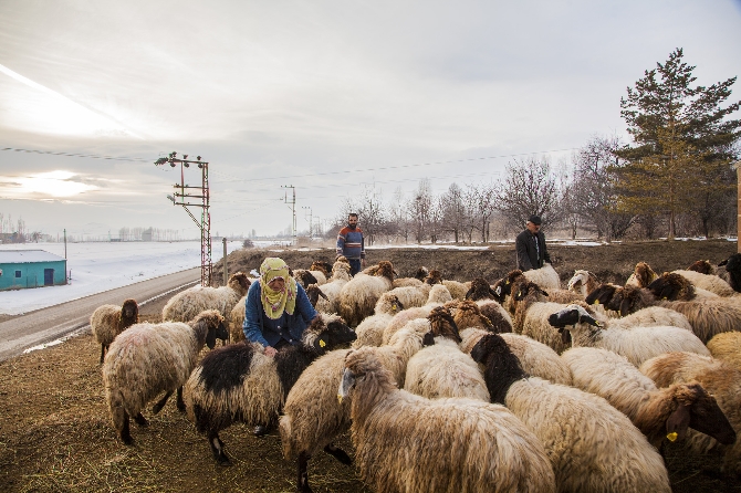 Koyunlarını dam üstünde besliyor