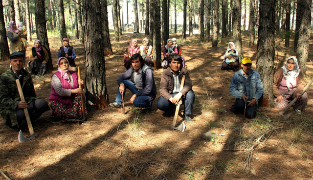 Baltalı, keserli ağaç nöbeti