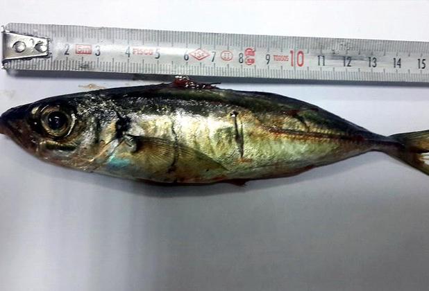 Şifa niyetine 16 cm'lik balık yutan kadın öldü!