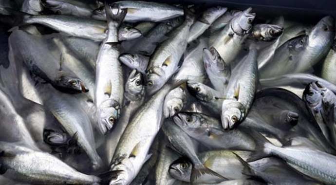 Çanakkale Boğazı'nda lüfer bolluğu