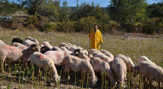Bu koyunlar CHP'li oldu!