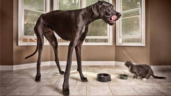 Dünyanın en uzun köpeği hayatını kaybetti