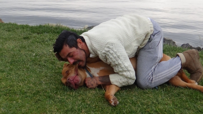 Tehlikeli olmadığını göstermek için pitbullunu ısırdı