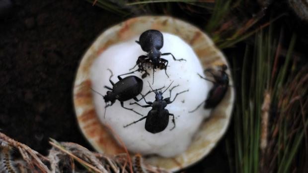 Böcek değil 'Terminatör'